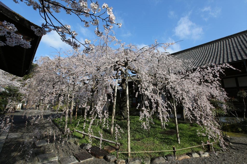 毘沙門堂　桜