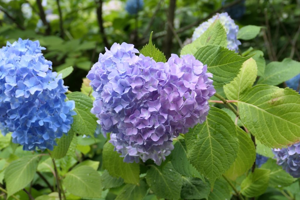 智積院　紫陽花