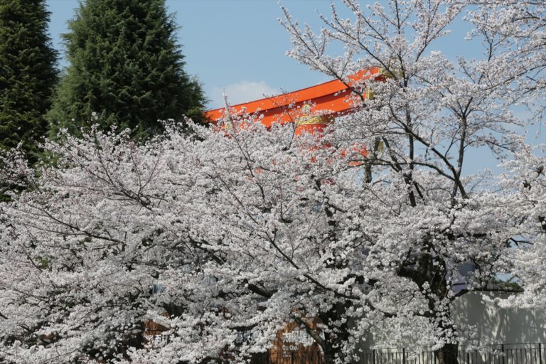 岡崎疎水　桜