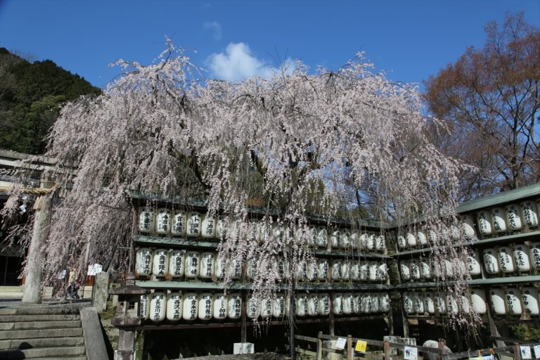 大石神社　桜