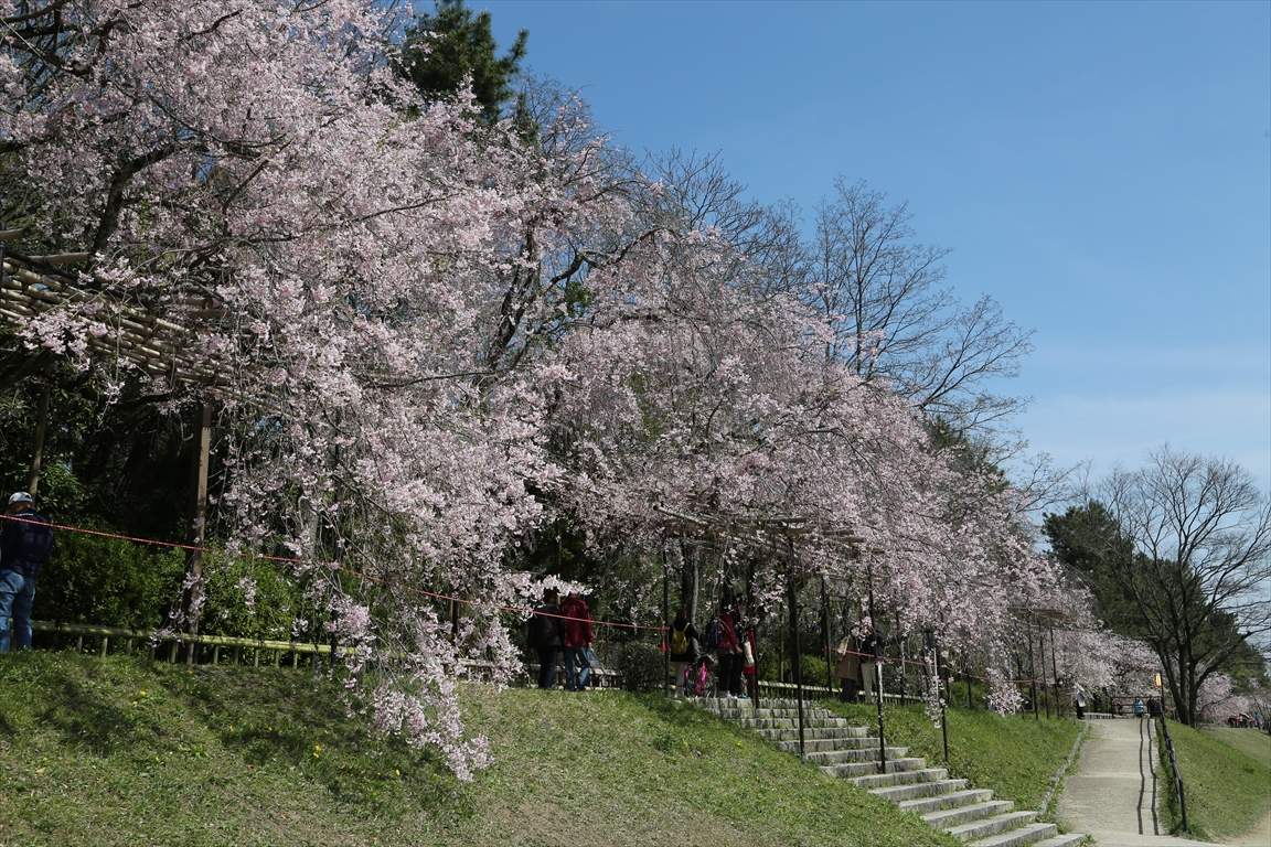 半木の道　桜