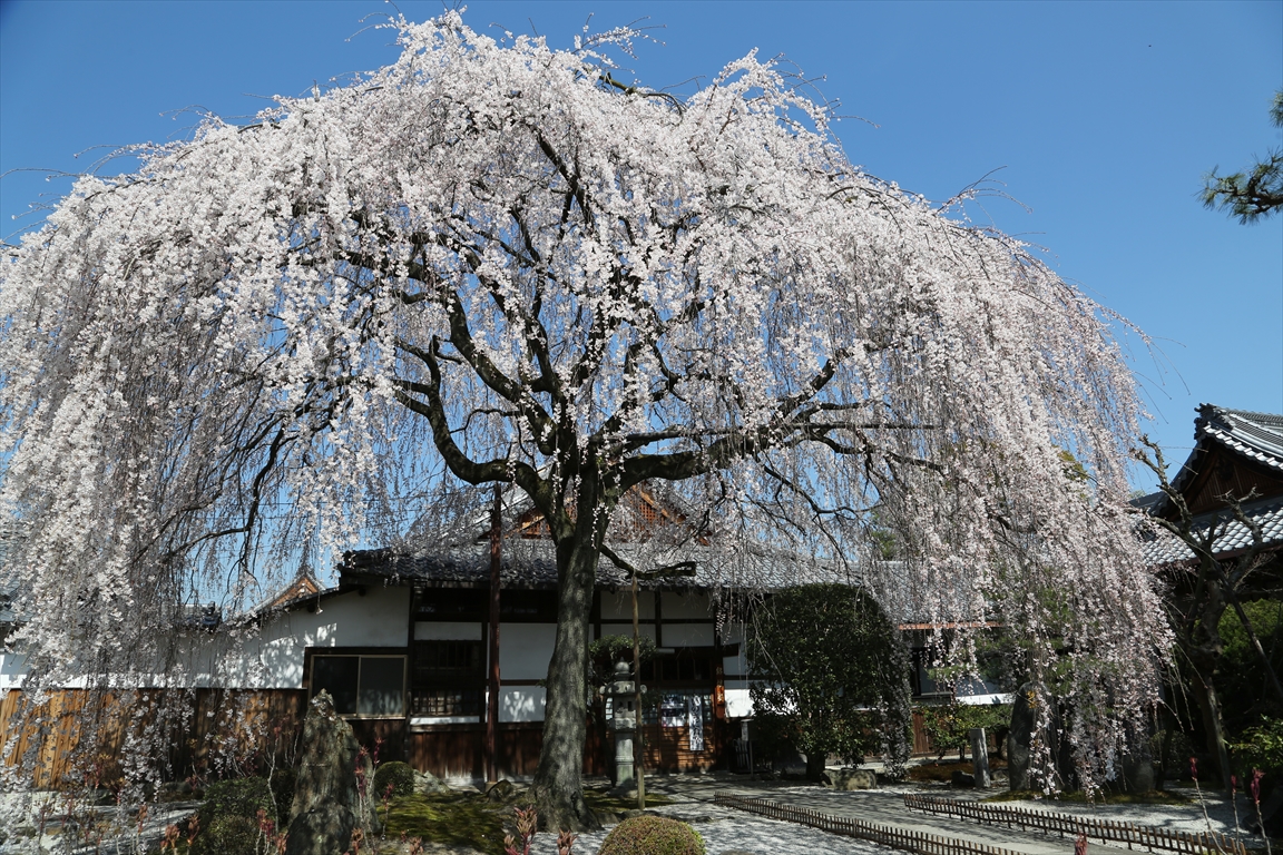 本満寺 桜