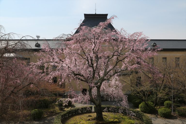 京都府庁旧本館 桜