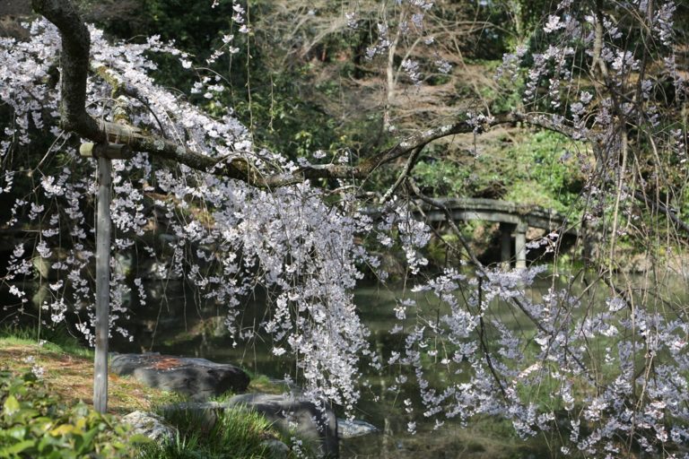 京都御苑　桜