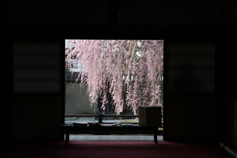 高台寺　桜