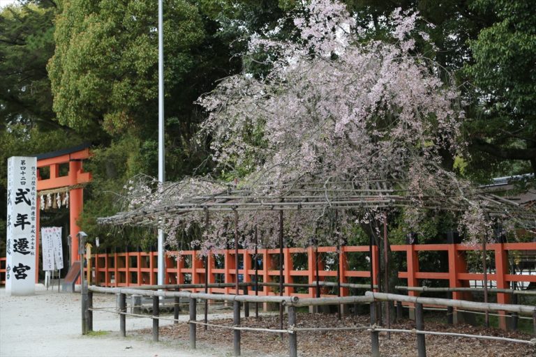 上賀茂神社　桜