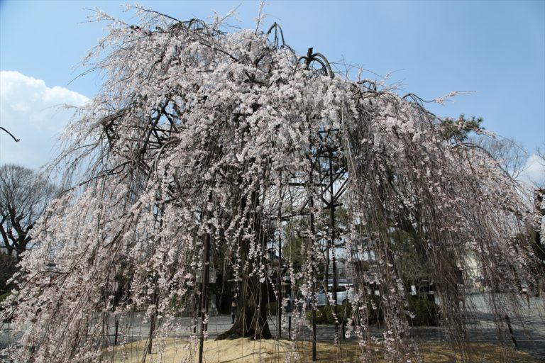 千本釈迦堂　桜