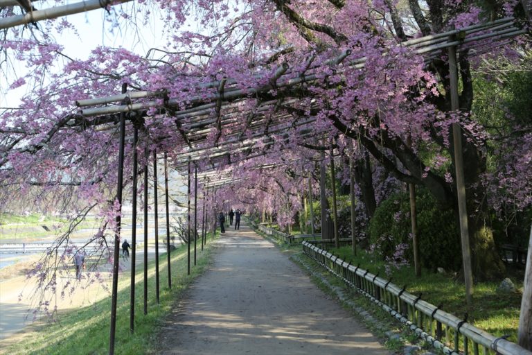 半木の道　桜