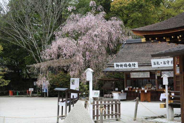 上賀茂神社　桜