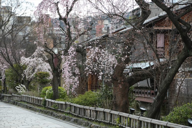 祇園白川　桜
