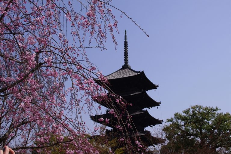 東寺　桜