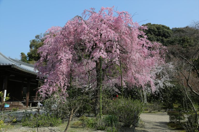 法金剛院  桜