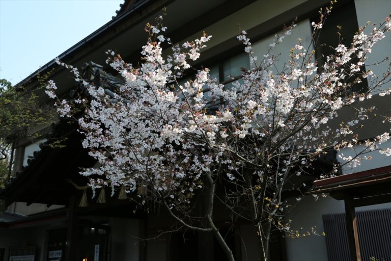 車折神社　桜