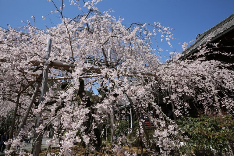 毘沙門堂　桜