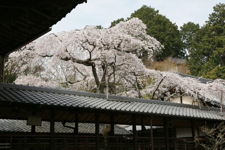 十輪寺 桜