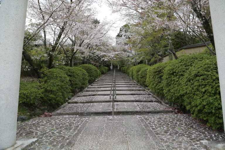 宗忠神社　桜