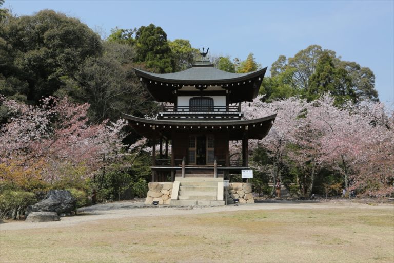 勧修寺　桜