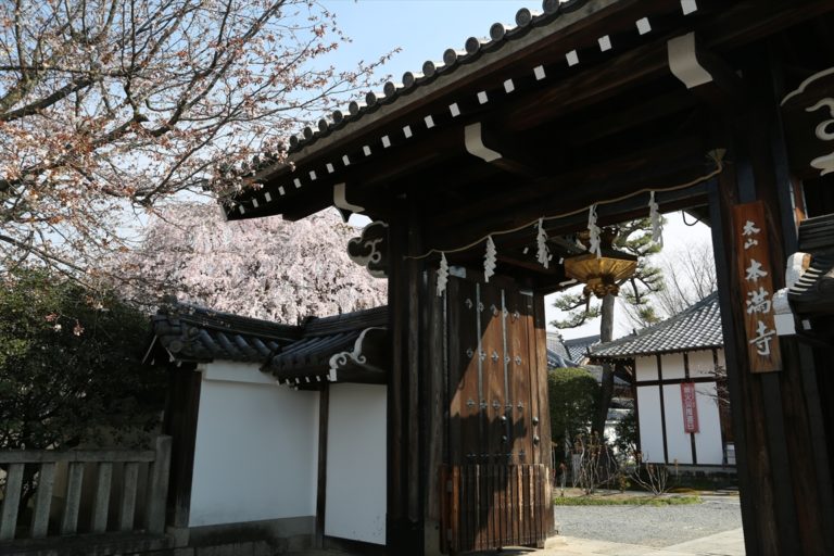 本満寺 桜