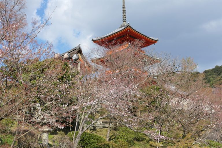 清水寺　桜
