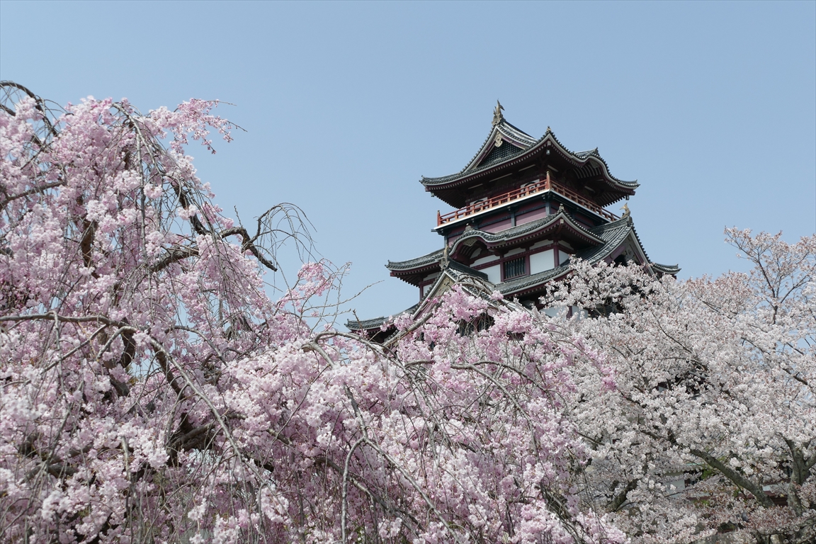 伏見桃山城 桜