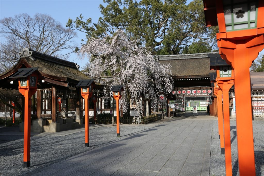 平野神社　桜情報
